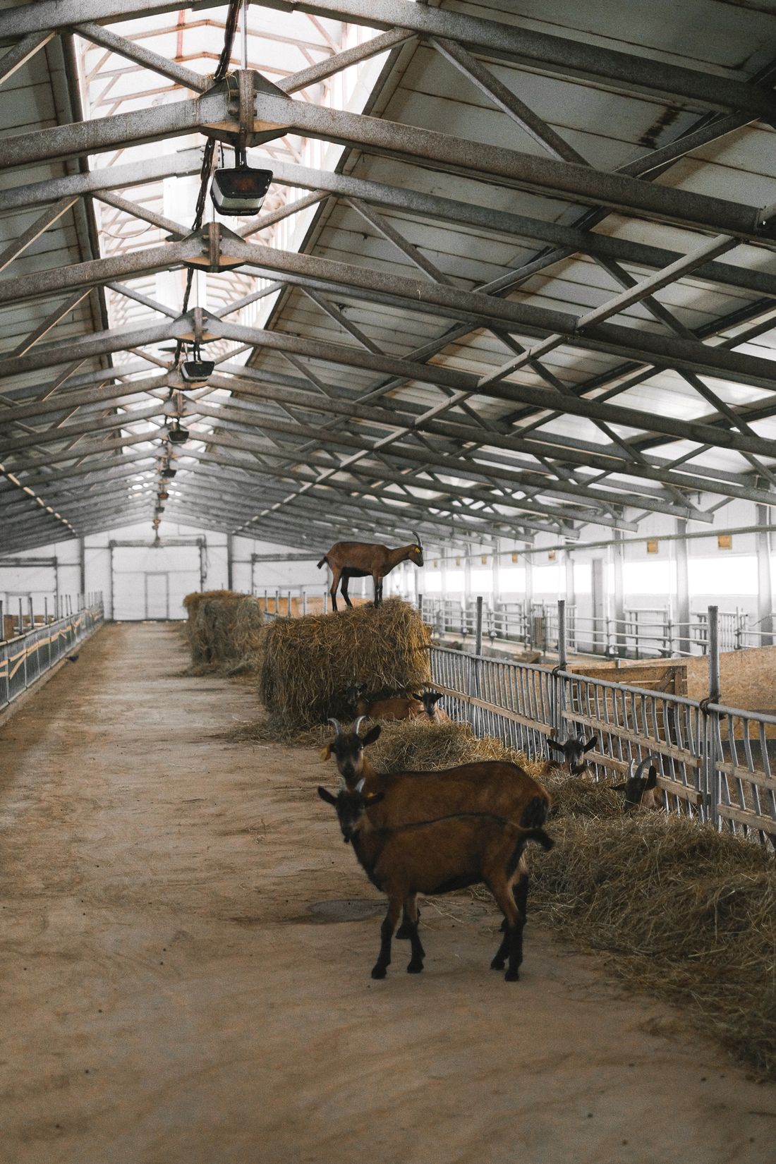 Help Desk System Profile Pages North Country Goat Magazine | Minnesota & Western Wisconsin