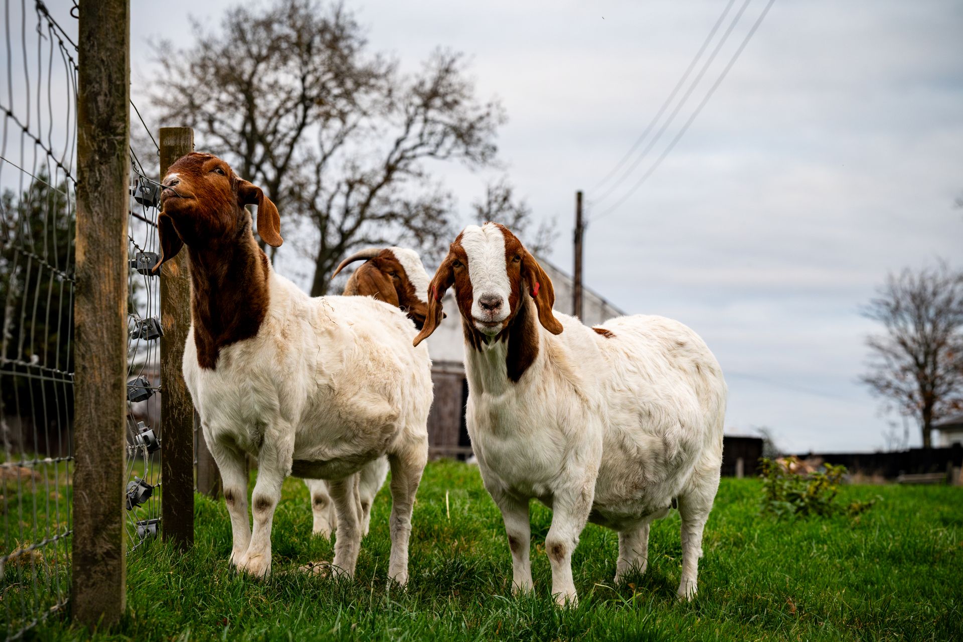 North Country Goat Magazine | Minnesota & Western Wisconsin